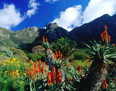Nursery Buttress Table Mountain